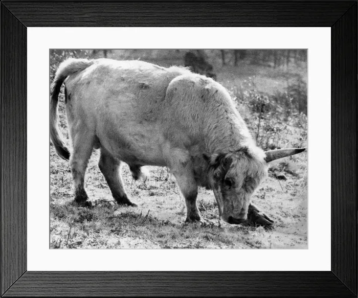 Framed Print : Animals: Battle Bulls. A sad-looking bull. Just like Crumple Framed Print : Animals: Battle Bulls. A sad-looking bull. Just like Crumple