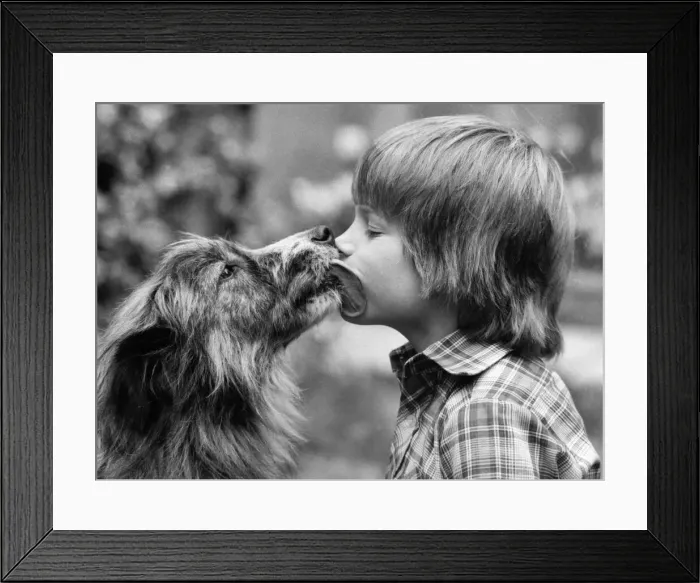 Framed Print : Hair of the dog. Andrew and Nell share a friendly lick. March 1981 P006180 Framed Print : Hair of the dog. Andrew and Nell share a friendly lick. March 1981 P006180