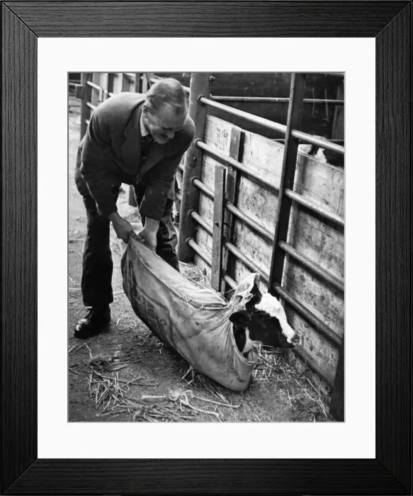 Framed Print : Animals. Cattle. Man empties a baby cow out of a sack into a pen Framed Print : Animals. Cattle. Man empties a baby cow out of a sack into a pen