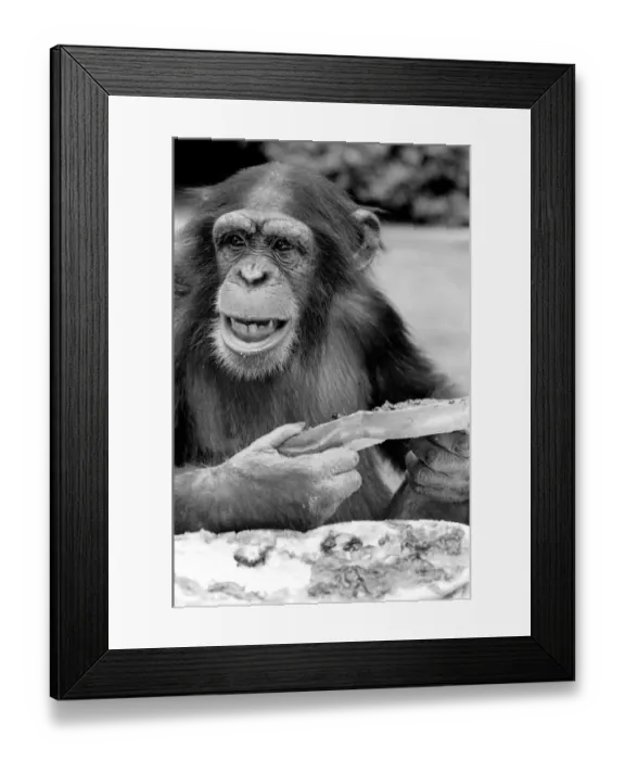 Framed Print : Chimpanzee at Twycross Zoo gives a shout of disapproval after eating some of his jam Framed Print : Chimpanzee at Twycross Zoo gives a shout of disapproval after eating some of his jam