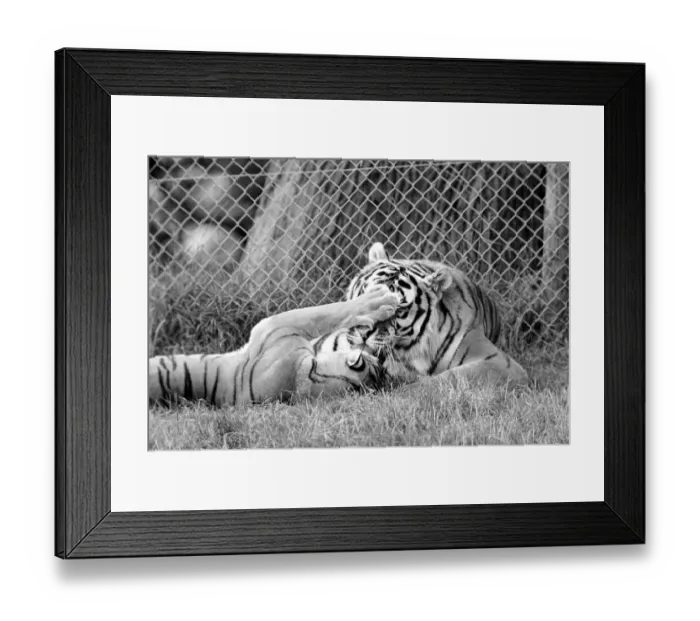 Framed Print : Tiger cubs at Longleat. 3 Sibirian tiger cubs plus loving male and female tigers