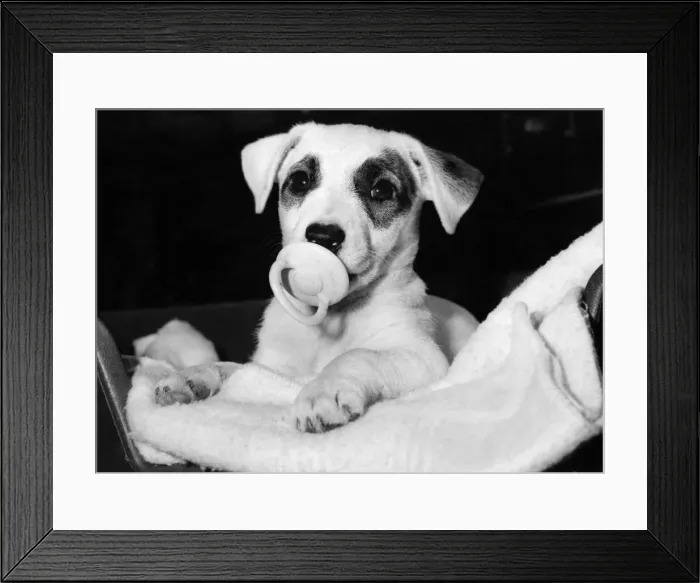Framed Print : Hey dummy. Polly the terrier. January 1984 P006499