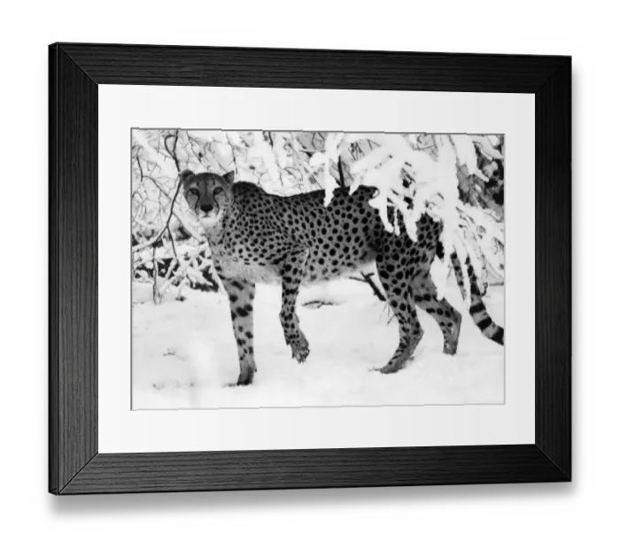 Framed Print : Skinny Cheetah up to her paws in snow. December 1981 P006122