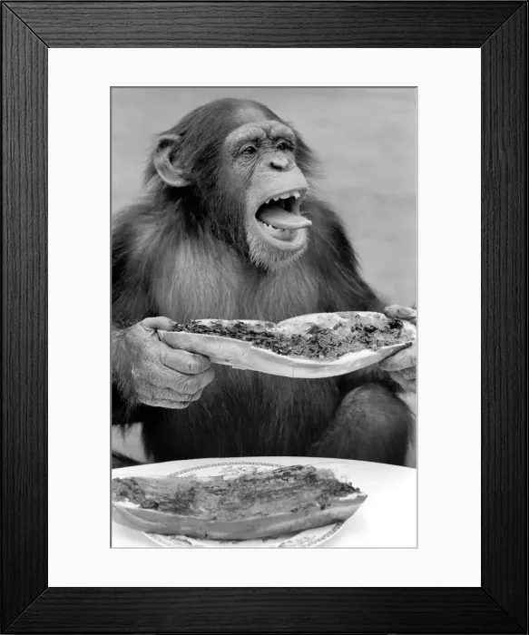 Framed Print : Chimpanzee at Twycross Zoo gives a shout of disapproval after eating some of his jam Framed Print : Chimpanzee at Twycross Zoo gives a shout of disapproval after eating some of his jam