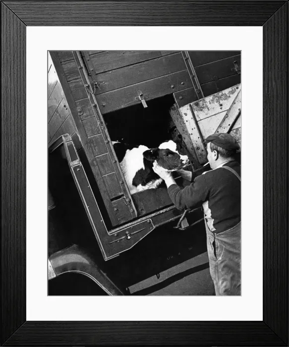 Framed Print : Animals. Cattle. Man checks his cow before transportation Framed Print : Animals. Cattle. Man checks his cow before transportation
