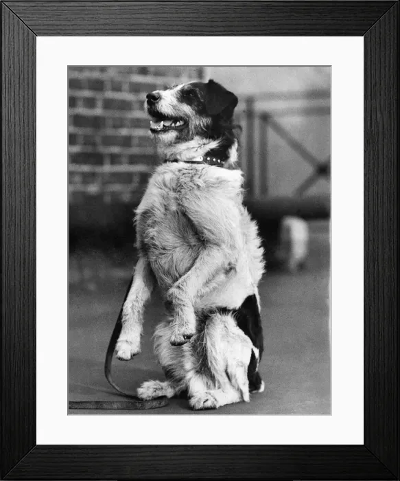 Framed Print : Jack of Winster, V. C Dog. Febuary 1934 P006043 Framed Print : Jack of Winster, V. C Dog. Febuary 1934 P006043