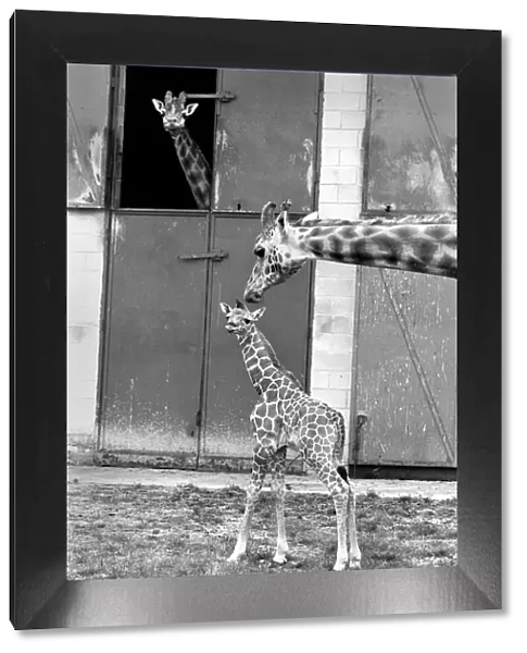 Little and Large, Delilah and baby giraffe seen here at Chessington Zoo as dad looks