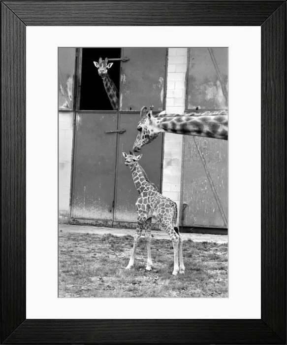 Framed Print : Little and Large, Delilah and baby giraffe seen here at Chessington Zoo as dad looks Framed Print : Little and Large, Delilah and baby giraffe seen here at Chessington Zoo as dad looks
