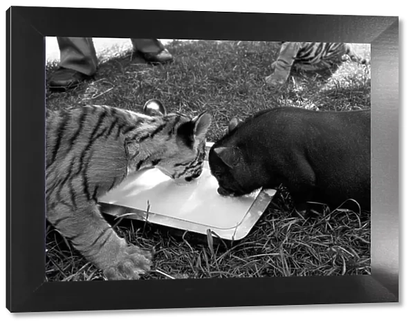 Tiger cub and Vietnamese pig at Zoo. 77-04303-009