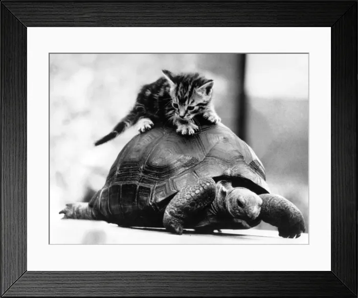 Framed Print : Slow progress but a moving moment. Kitten hitches a slow ride Framed Print : Slow progress but a moving moment. Kitten hitches a slow ride
