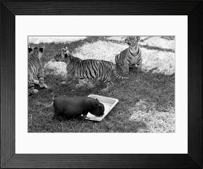 Framed Print : Tiger cub and Vietnamese pig at Zoo. 77-04303-005 Framed Print : Tiger cub and Vietnamese pig at Zoo. 77-04303-005