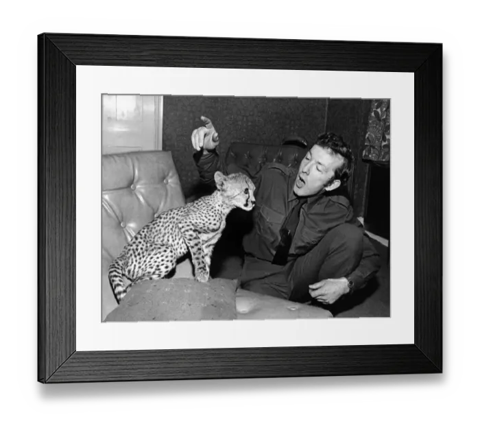 Framed Print : Keeping spirits high curator Francis Rendell sings a song to Solo the cheetah