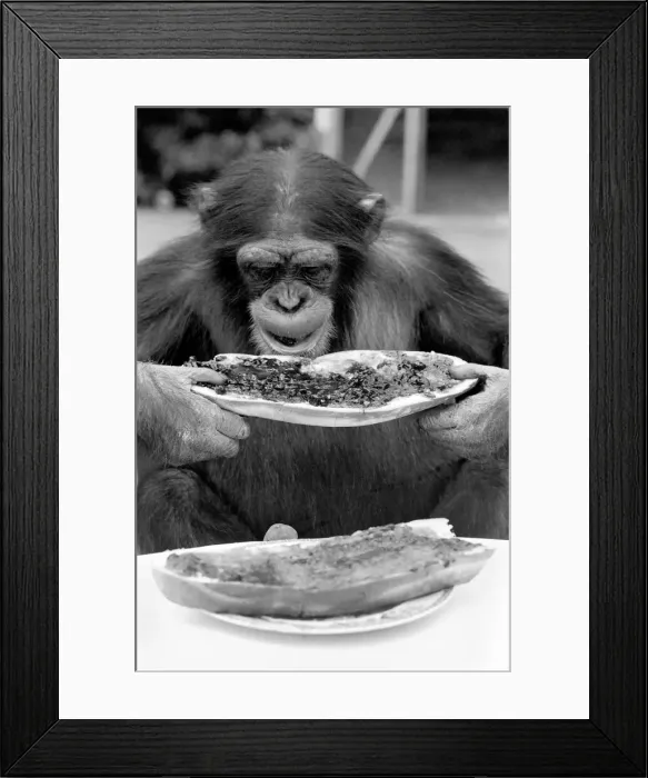 Framed Print : Chimpanzee at Twycross Zoo gives a shout of disapproval after eating some of his jam