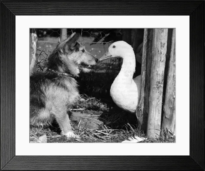 Framed Print : Rats in Retirement: Goose Chase... Rats the dog with a reluctant playmate Framed Print : Rats in Retirement: Goose Chase... Rats the dog with a reluctant playmate