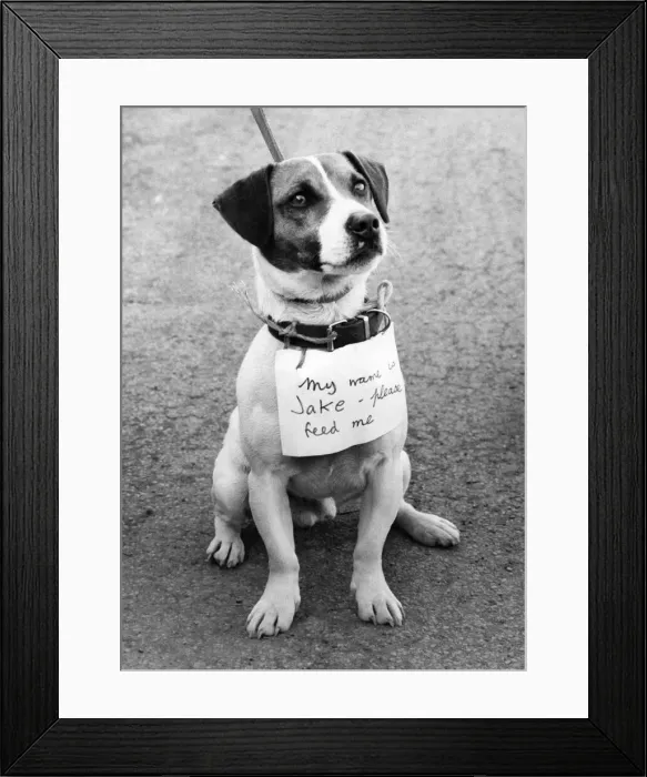 Framed Print : Sad-Eyed - Jake. Jack Russell wears a note around his neck saying Framed Print : Sad-Eyed - Jake. Jack Russell wears a note around his neck saying