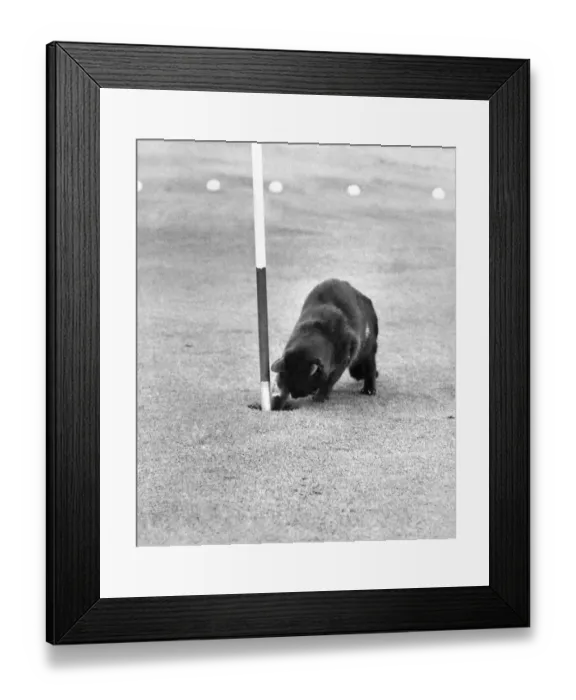 Framed Print : Chick adds another golf ball to his collection. December 1973 P006159 Framed Print : Chick adds another golf ball to his collection. December 1973 P006159