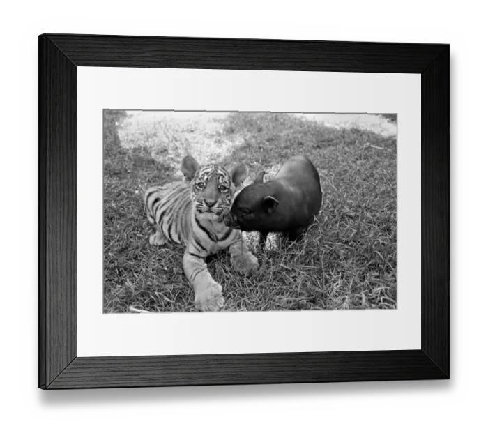Framed Print : Tiger cub and Vietnamese pig at Zoo. 77-04303-006 Framed Print : Tiger cub and Vietnamese pig at Zoo. 77-04303-006