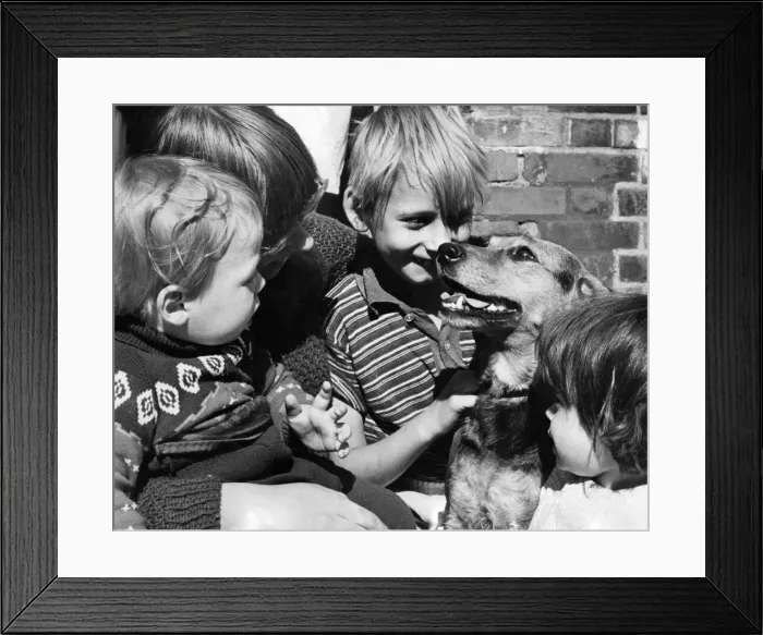 Framed Print : Darkie, a seven year old mongrel will be the lifelong friend of these children Framed Print : Darkie, a seven year old mongrel will be the lifelong friend of these children