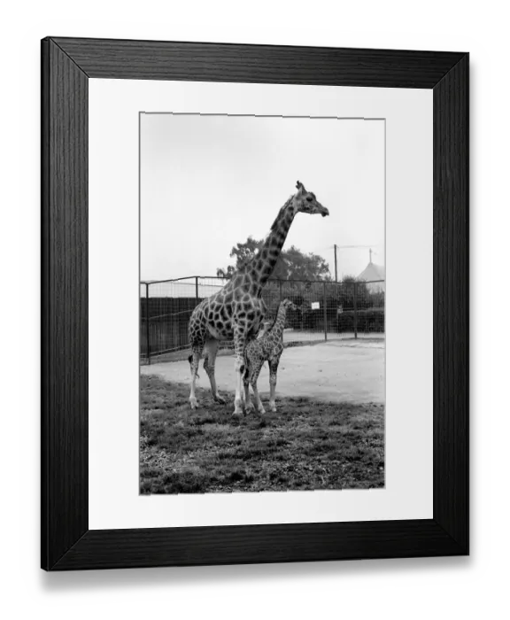 Framed Print : Little and Large, Delilah and baby giraffe seen here at Chessington Zoo