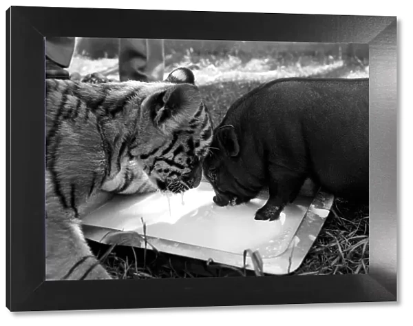 Tiger cub and Vietnamese pig at Zoo. 77-04303-008