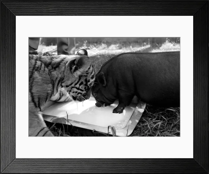 Framed Print : Tiger cub and Vietnamese pig at Zoo. 77-04303-008 Framed Print : Tiger cub and Vietnamese pig at Zoo. 77-04303-008