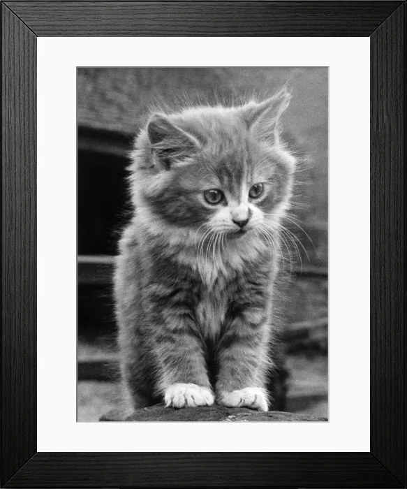 Framed Print : Animals: Cats. Persian. June 1959 P006149 Framed Print : Animals: Cats. Persian. June 1959 P006149