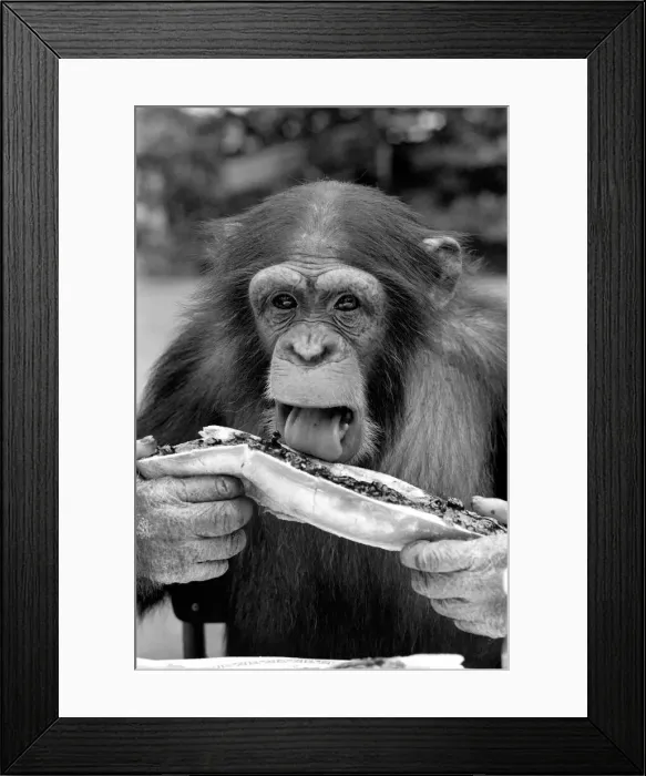 Framed Print : Chimps at Twycross Zoo. Sampling his bread and jam. August 1977 77-04341-007 Framed Print : Chimps at Twycross Zoo. Sampling his bread and jam. August 1977 77-04341-007