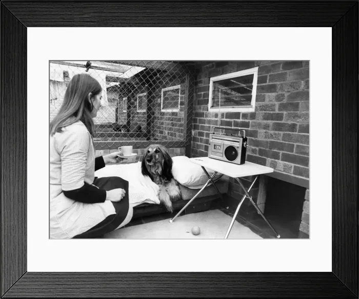Framed Print : Dog Tired. Its bedtime for Wally, the pampered Afghan