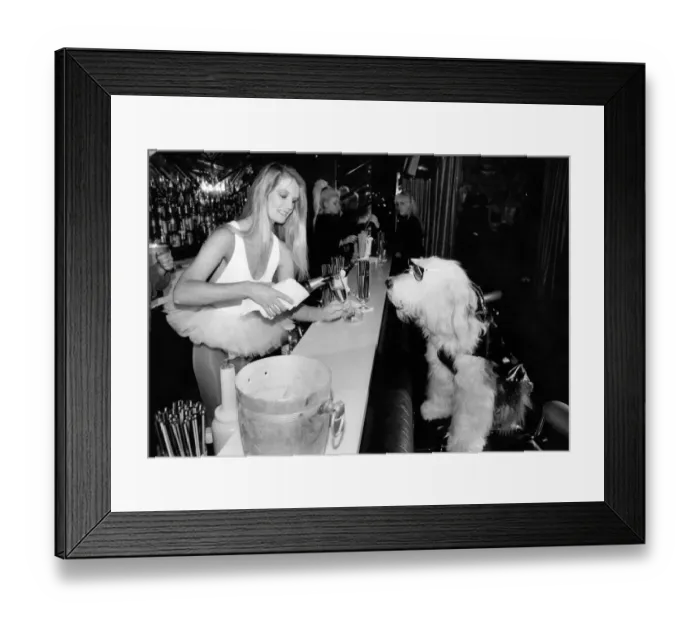 Framed Print : Animals - Dogs. Clothing. Sammy in the Hippodrome VIP bar with his Bastet $300 coat Framed Print : Animals - Dogs. Clothing. Sammy in the Hippodrome VIP bar with his Bastet $300 coat