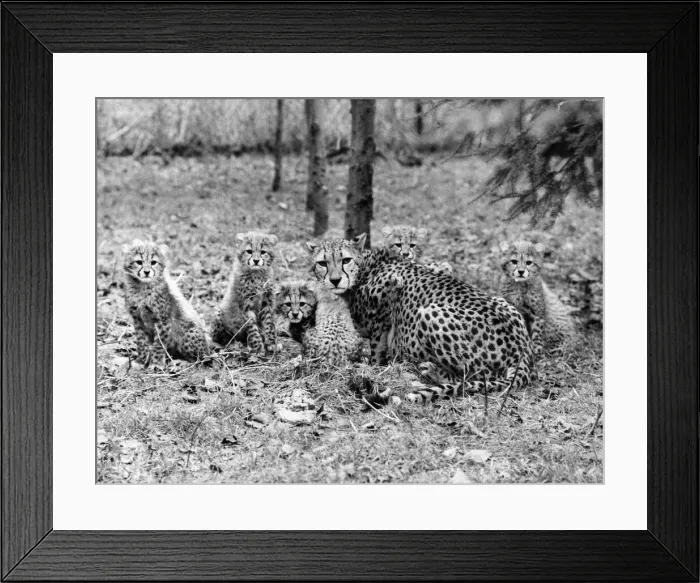 Framed Print : A family of cheetahs in the forest, mother and five young cubs Framed Print : A family of cheetahs in the forest, mother and five young cubs