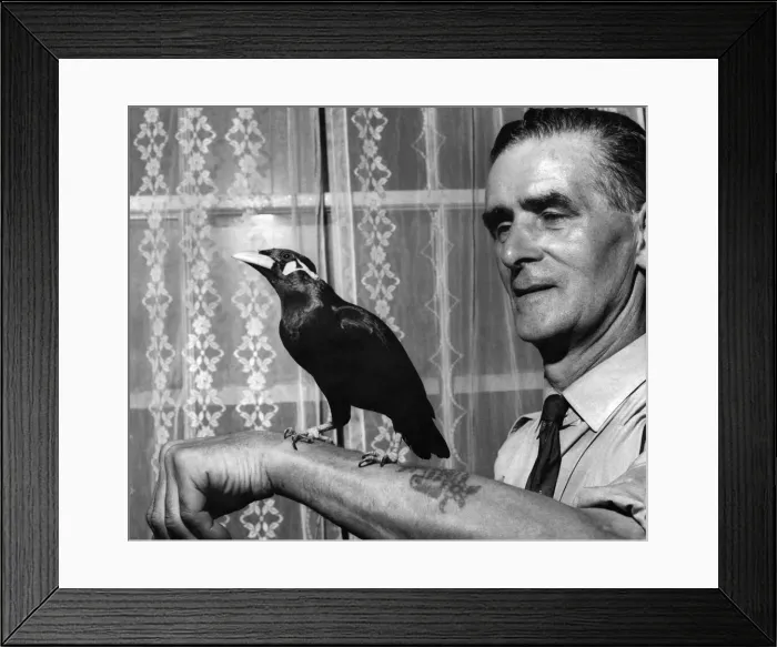 Framed Print : Birds: Mynah Bird with Henry McMullan. July 1969 P005894 Framed Print : Birds: Mynah Bird with Henry McMullan. July 1969 P005894