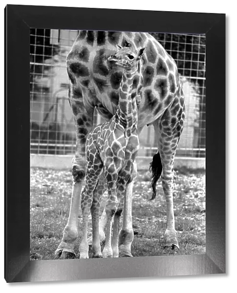 Delilah and baby giraffe seen here at Chessington Zoo. August 1977 77-04387