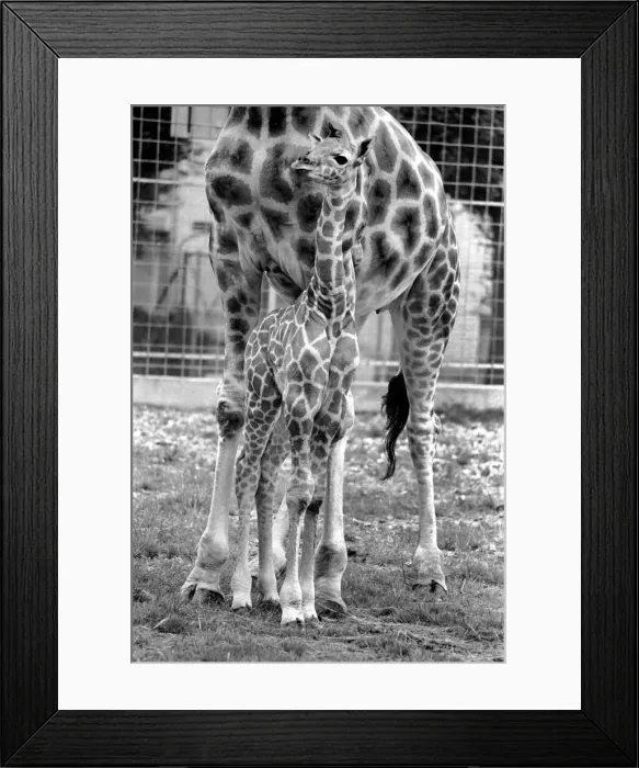 Framed Print : Delilah and baby giraffe seen here at Chessington Zoo. August 1977 77-04387 Framed Print : Delilah and baby giraffe seen here at Chessington Zoo. August 1977 77-04387