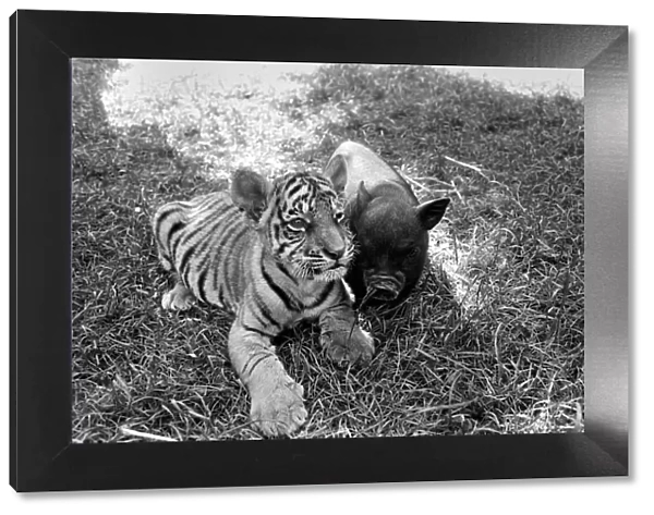 Tiger cub and Vietnamese pig at Zoo. 77-04303-007