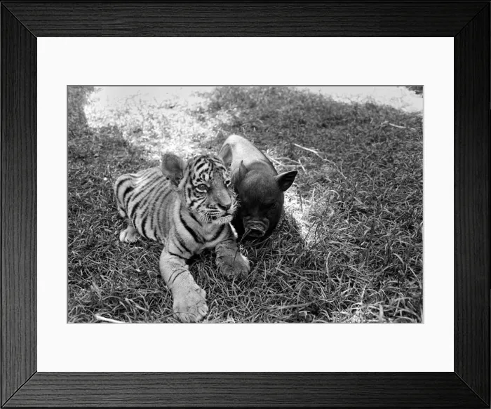 Framed Print : Tiger cub and Vietnamese pig at Zoo. 77-04303-007 Framed Print : Tiger cub and Vietnamese pig at Zoo. 77-04303-007
