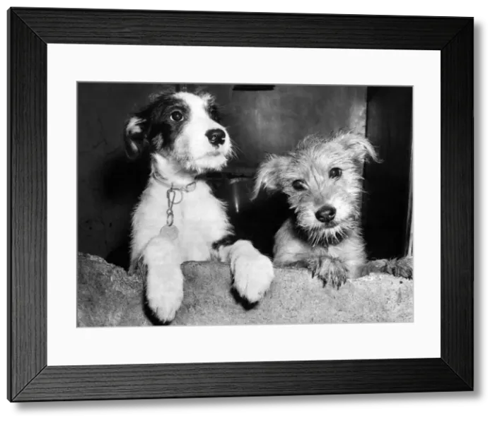 Framed Print : Dumped. Two of the 600 pets that ended up in Battersea Dogs Home in London over Framed Print : Dumped. Two of the 600 pets that ended up in Battersea Dogs Home in London over
