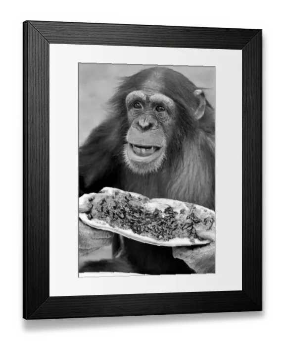 Framed Print : Chimpanzee at Twycross Zoo gives a shout of disapproval after eating some of his jam