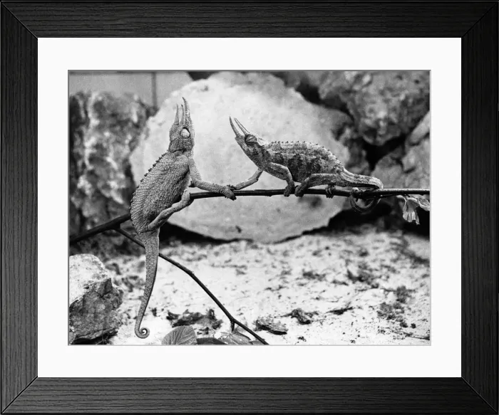 Framed Print : Two chameleons shake hands on a twig. P006124 Framed Print : Two chameleons shake hands on a twig. P006124