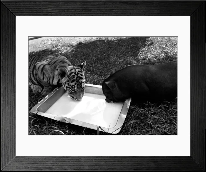 Framed Print : Tiger cub and Vietnamese pig at Zoo. 77-04303-011