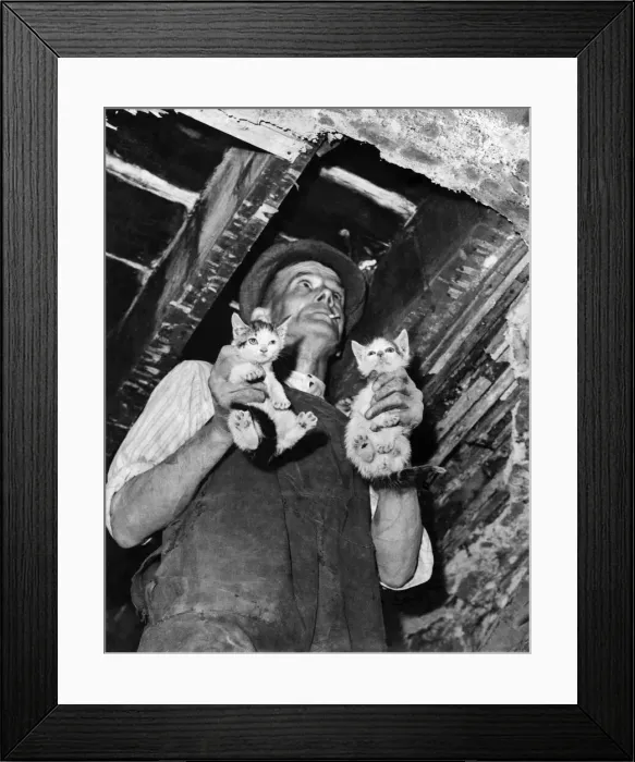 Framed Print : Charles Culverhouse bring out two kittens after tearing away the floorboards