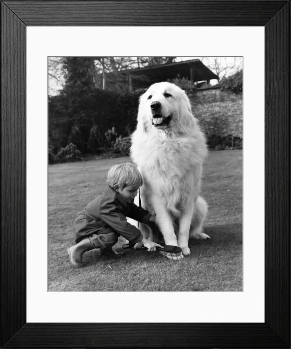 Framed Print : Crufts top dog bets a brush-up: with all the dignity befitting his elevated position Framed Print : Crufts top dog bets a brush-up: with all the dignity befitting his elevated position