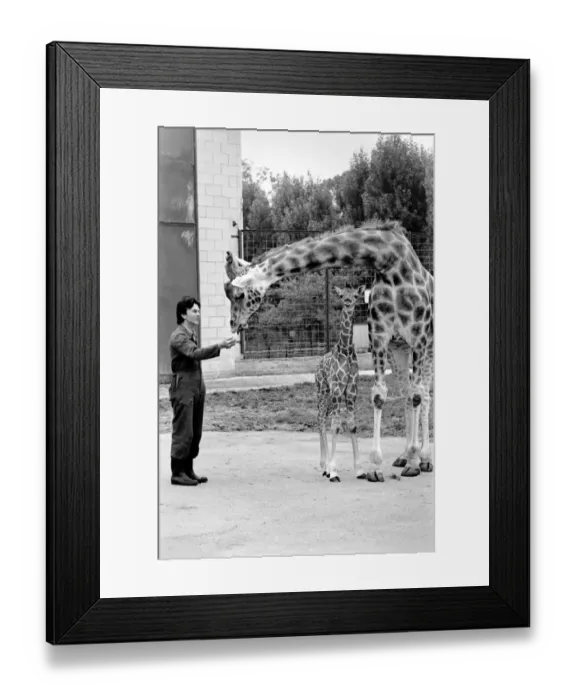 Framed Print : Delilah and baby giraffe seen here at Chessington Zoo with their Zoo Keeper
