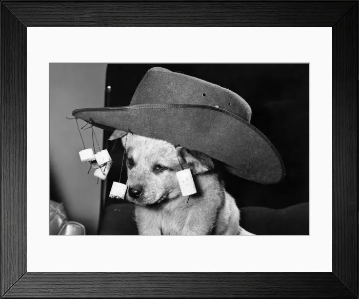 Framed Print : The show-off: The pup who could keep nothing under his Aussie hat. April 1980 P006060 Framed Print : The show-off: The pup who could keep nothing under his Aussie hat. April 1980 P006060