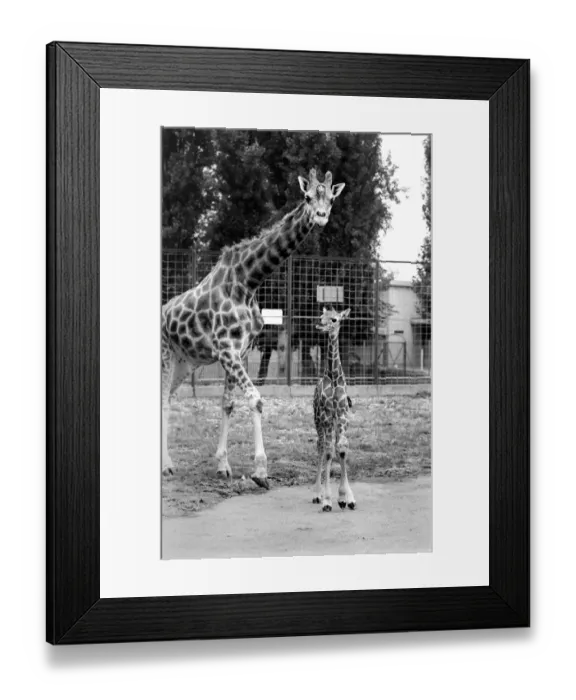Framed Print : Little and Large, Delilah and baby giraffe seen here at Chessington Zoo