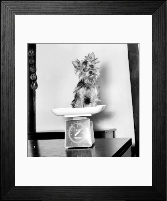 Framed Print : Fifi here is smaller than the average Yorkshire Terrier Framed Print : Fifi here is smaller than the average Yorkshire Terrier
