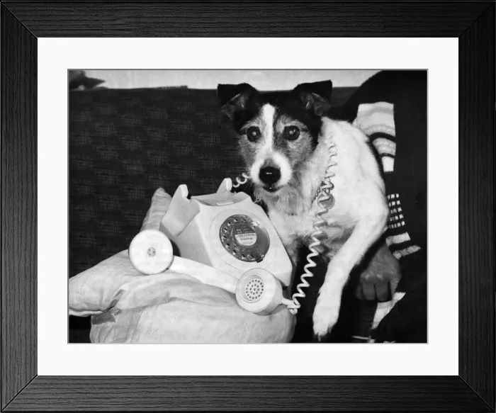 Framed Print : Don t Answer it... Heike with the phone she can t resist. March 1983 P006048 Framed Print : Don t Answer it... Heike with the phone she can t resist. March 1983 P006048