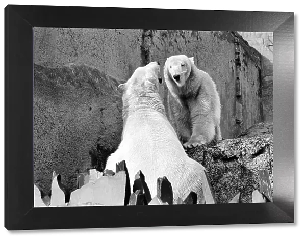 London Zoos Polar Bears Sabrina and Pipaluk seen here enjoying the recent cold snap