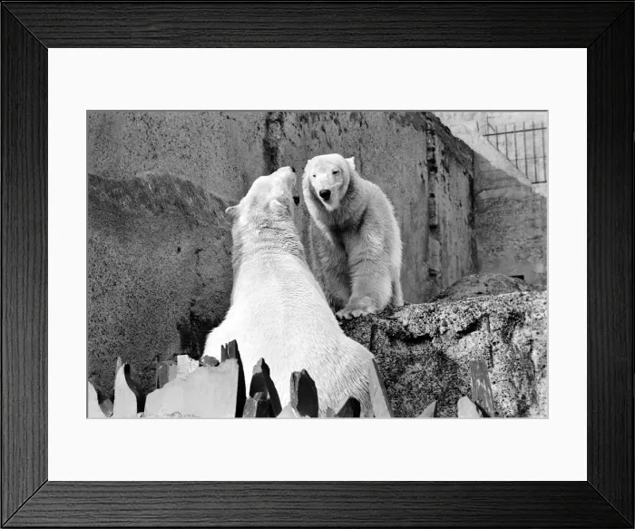 Framed Print : London Zoos Polar Bears Sabrina and Pipaluk seen here enjoying the recent cold snap Framed Print : London Zoos Polar Bears Sabrina and Pipaluk seen here enjoying the recent cold snap