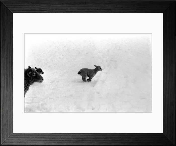 Framed Print : Just two days old and wanting to gambol about the field but unable to find it under a Framed Print : Just two days old and wanting to gambol about the field but unable to find it under a