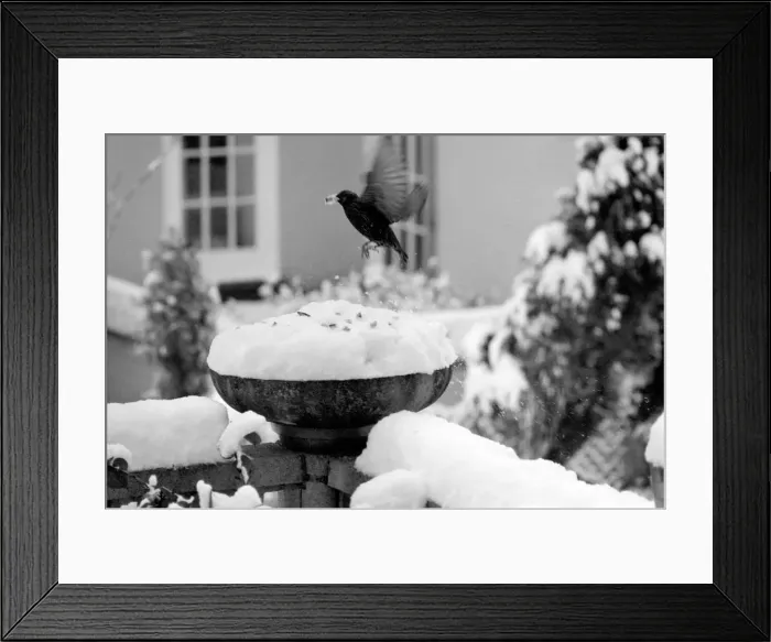 Framed Print : With over three inches of snow covering the top of the bowl bird table-giving it Framed Print : With over three inches of snow covering the top of the bowl bird table-giving it